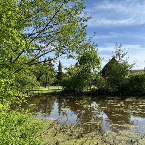 Teich_05_2024_2
