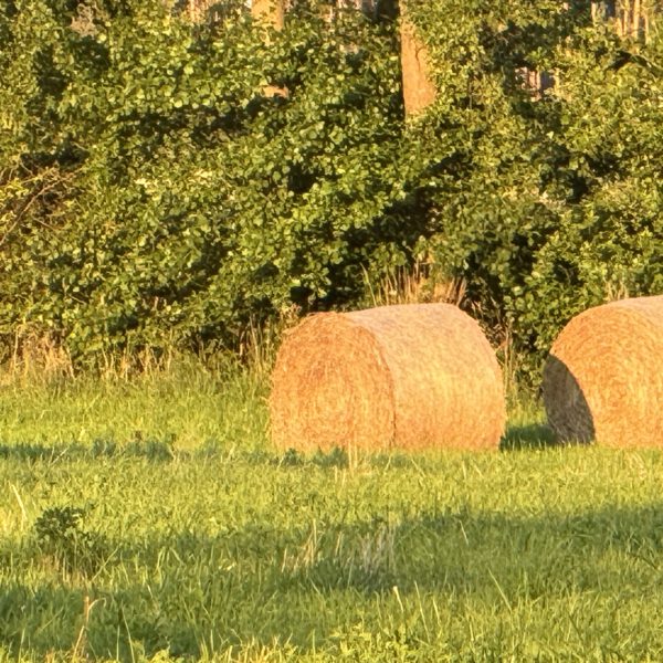 Groß Radden 6_2024_2