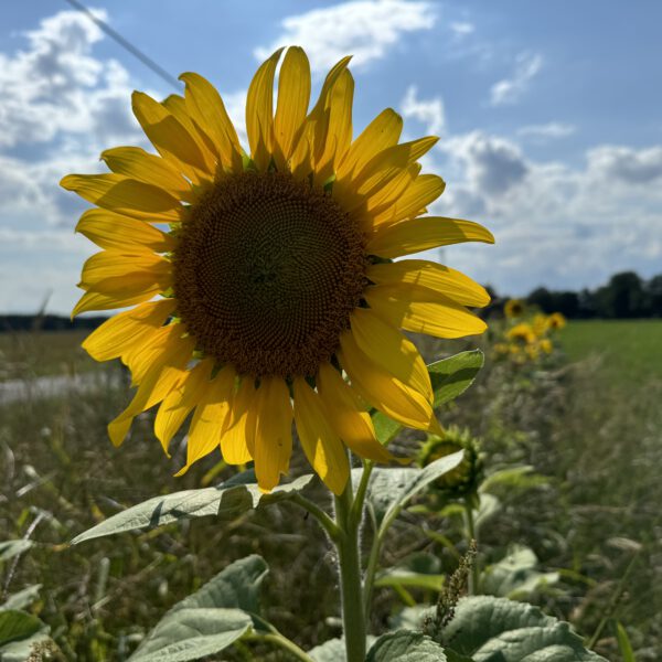 Sonnenblume 2024_2
