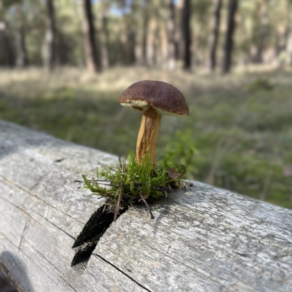 Groß Radden 10_2022_3