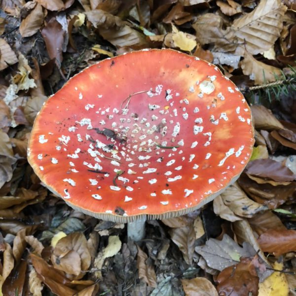 Groß Radden 11_2019