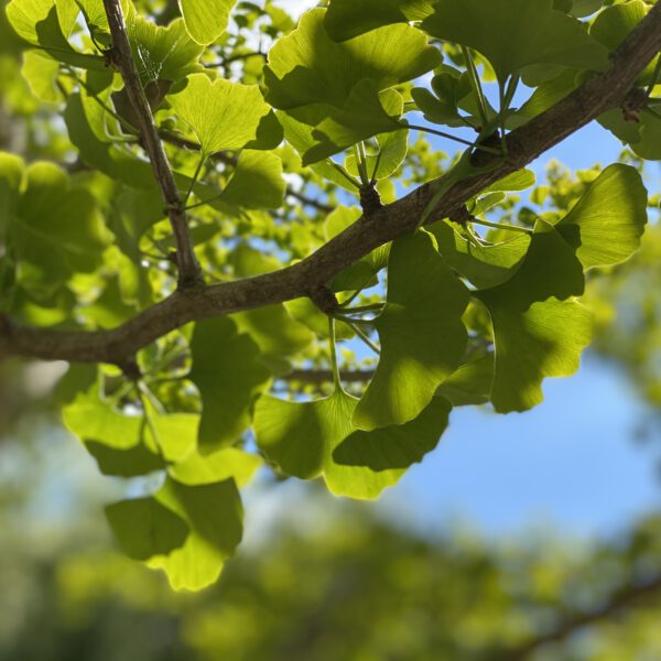 Gingko_05_2021