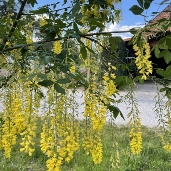 Groß Radden 05_2022_3