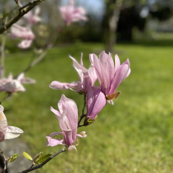 Magnolie_04_2023
