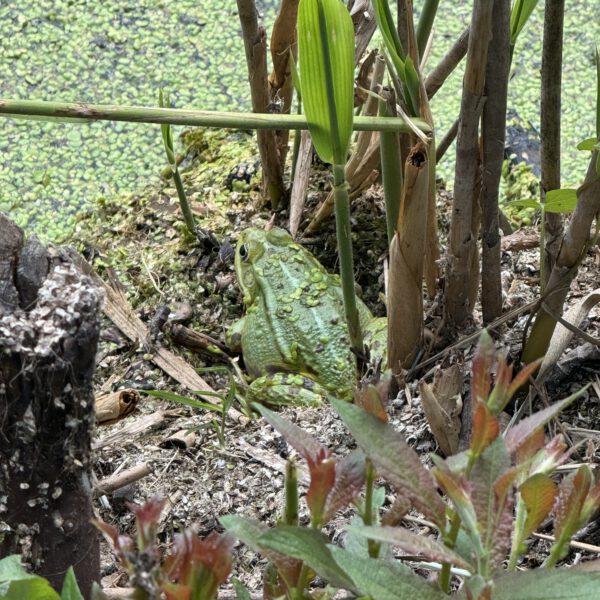 Teich Frosch