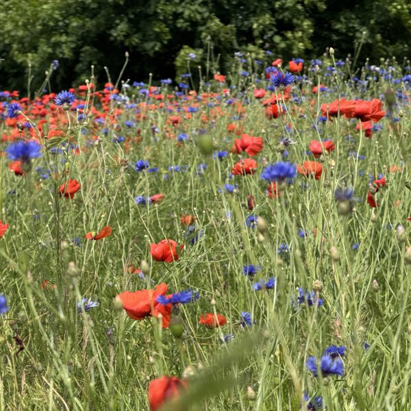 Mohn-Kornblumen V2 06_2025