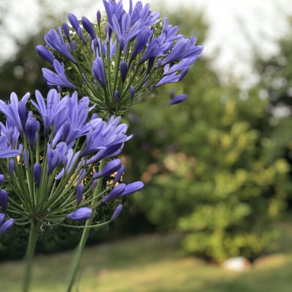 Groß Radden 07_2019