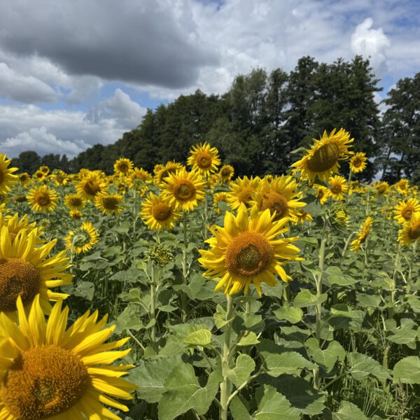 Sonnenblumen 08_2025