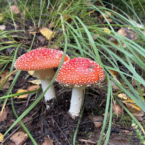 Fliegenpilze 10_2026