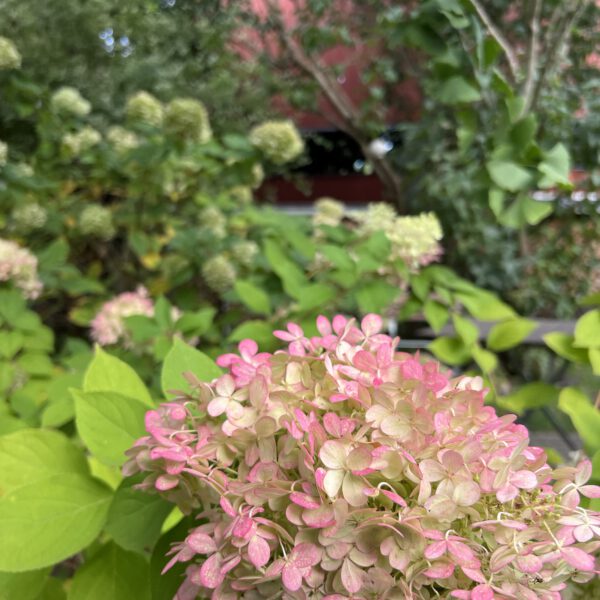 Herbst_Hortensie
